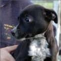 Photo of Pippa