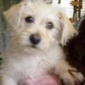 Photo of Buddy
