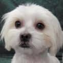 Photo of Fifi