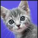 Photo of Little Grey