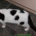 Photo of Domino