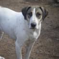 Photo of Oliver