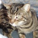 Photo of Tigga