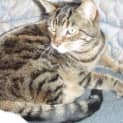 Photo of Tigga