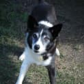 Photo of Rex