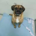 Photo of Tyson A5842