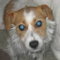 Photo of Bindi