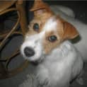 Photo of Bindi