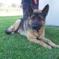 Photo of Carne On Hold Pending Adoption