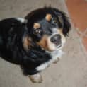 Photo of Freckles