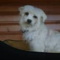 Photo of Pandie