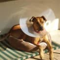 Photo of Scooby