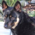 Photo of Molly