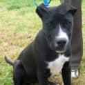 Photo of Deefa Adopted