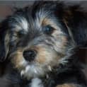 Photo of Ashur