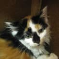 Photo of Rajah