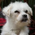 Photo of Snip
