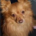 Photo of Oliver