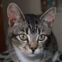 Photo of Elric