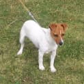 Photo of Lucky