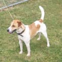 Photo of Buddy