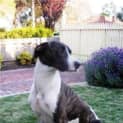 Photo of Huxley