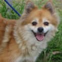 Photo of Foxy Lady