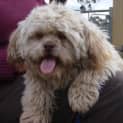 Photo of Sumo