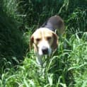 Photo of Spike (No More Applications Please)