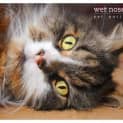 Photo of Moet