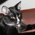 Photo of Charlotte   Adopted