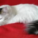 Photo of Osker *Adopted* (Tag C1262) (Aka Possum)
