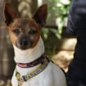 Photo of Lady