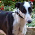 Photo of Poppy