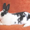 Photo of Rodger  Desexed And Vaccinated