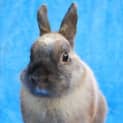 Photo of Little Bunny (On Hold)