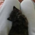 Photo of Cute Kittens