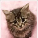Photo of Waffle