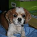 Photo of Riley