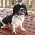 Photo of Oreo