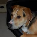 Photo of Tonka *Adopted*(Tag D1300)