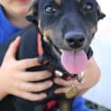 Photo of Star Adoption Pending