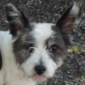Photo of Marley
