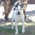 Photo of Saabi