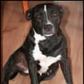 Photo of Sox