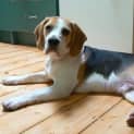 Photo of Banjo (On Trial)