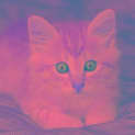 Photo of Rowy