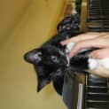 Photo of Gypsy