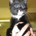 Photo of Gypsy