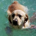 Photo of Timba The Water Dog!!